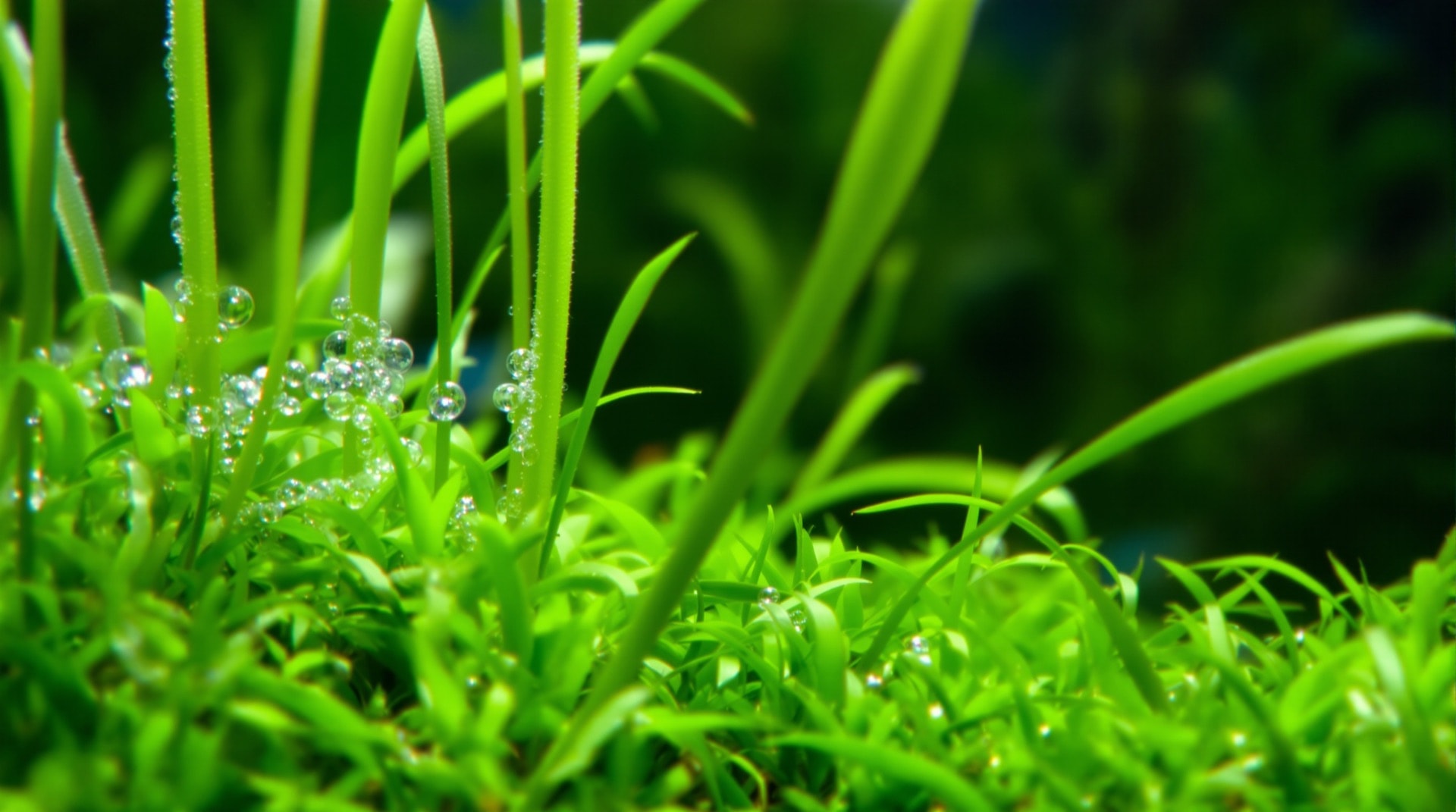水草の葉に細かい気泡が付いた水槽内のクローズアップ。光合成が活発な状態。