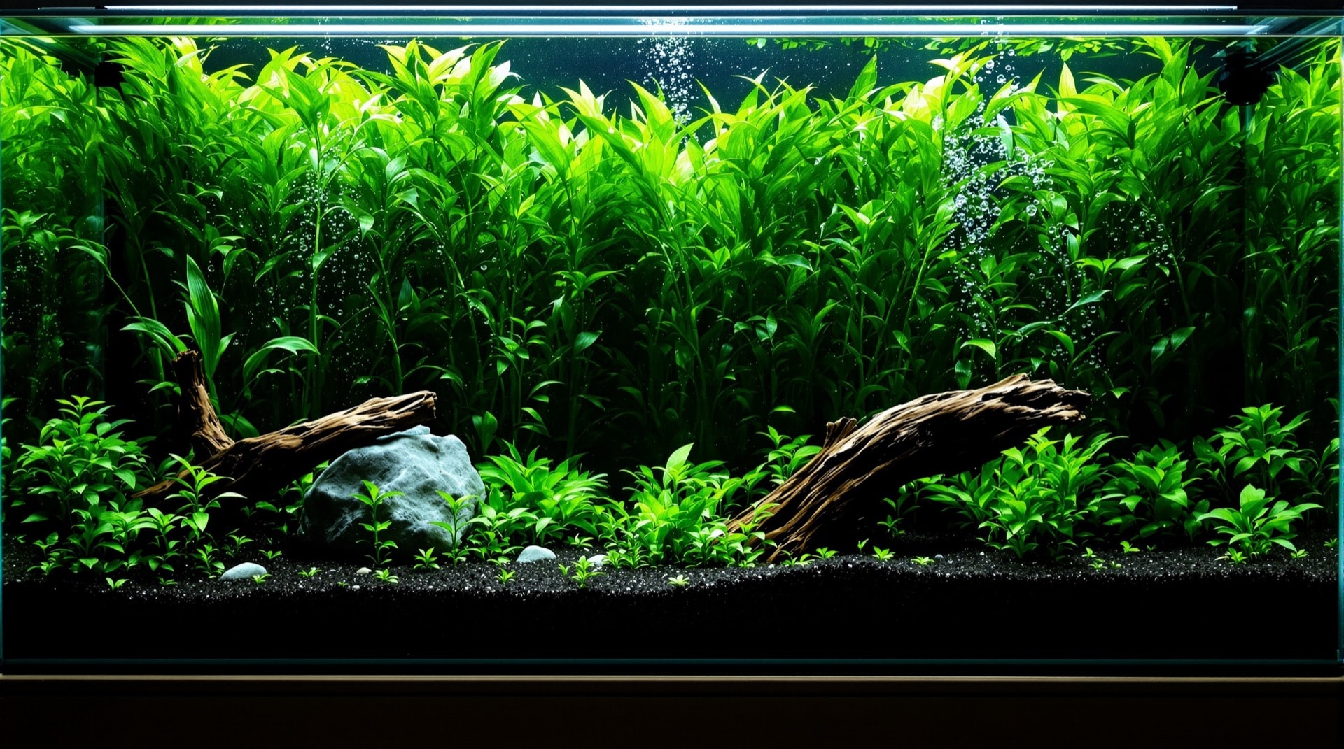 水草が繁茂した水草レイアウト水槽を正面から見たところ