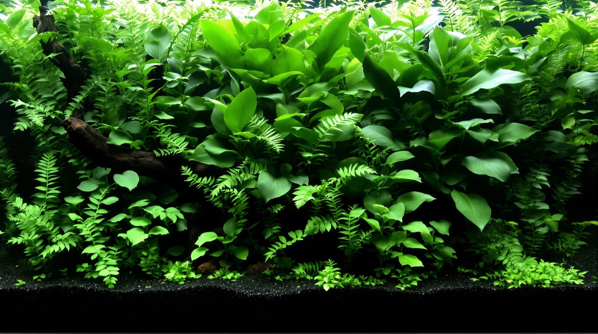 流木に活着した陰性水草が後景の根元を隠している中景